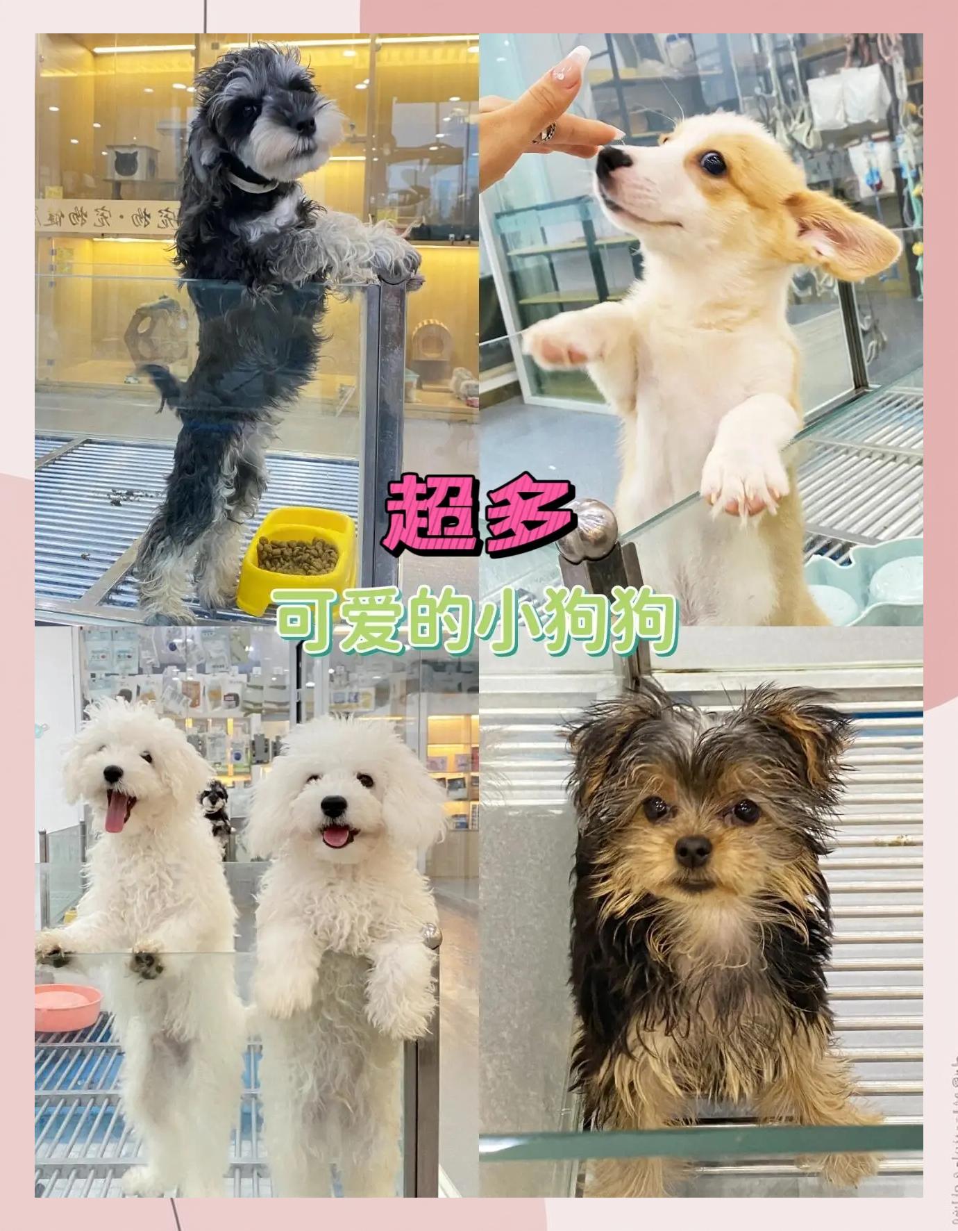 九游体育注册-球员的宠物合集：有狗有猫还有羊？的简单介绍